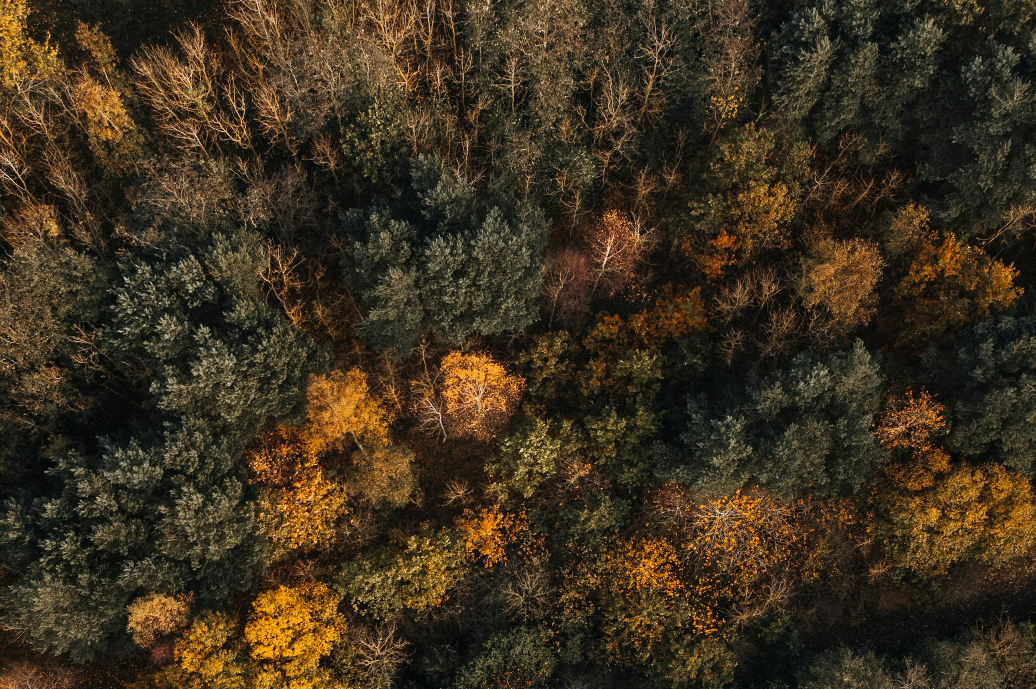 op-down view of dense mixed woodland with autumn foliage in shades of green, orange and brown — highlighting forest conservation and biodiversity.