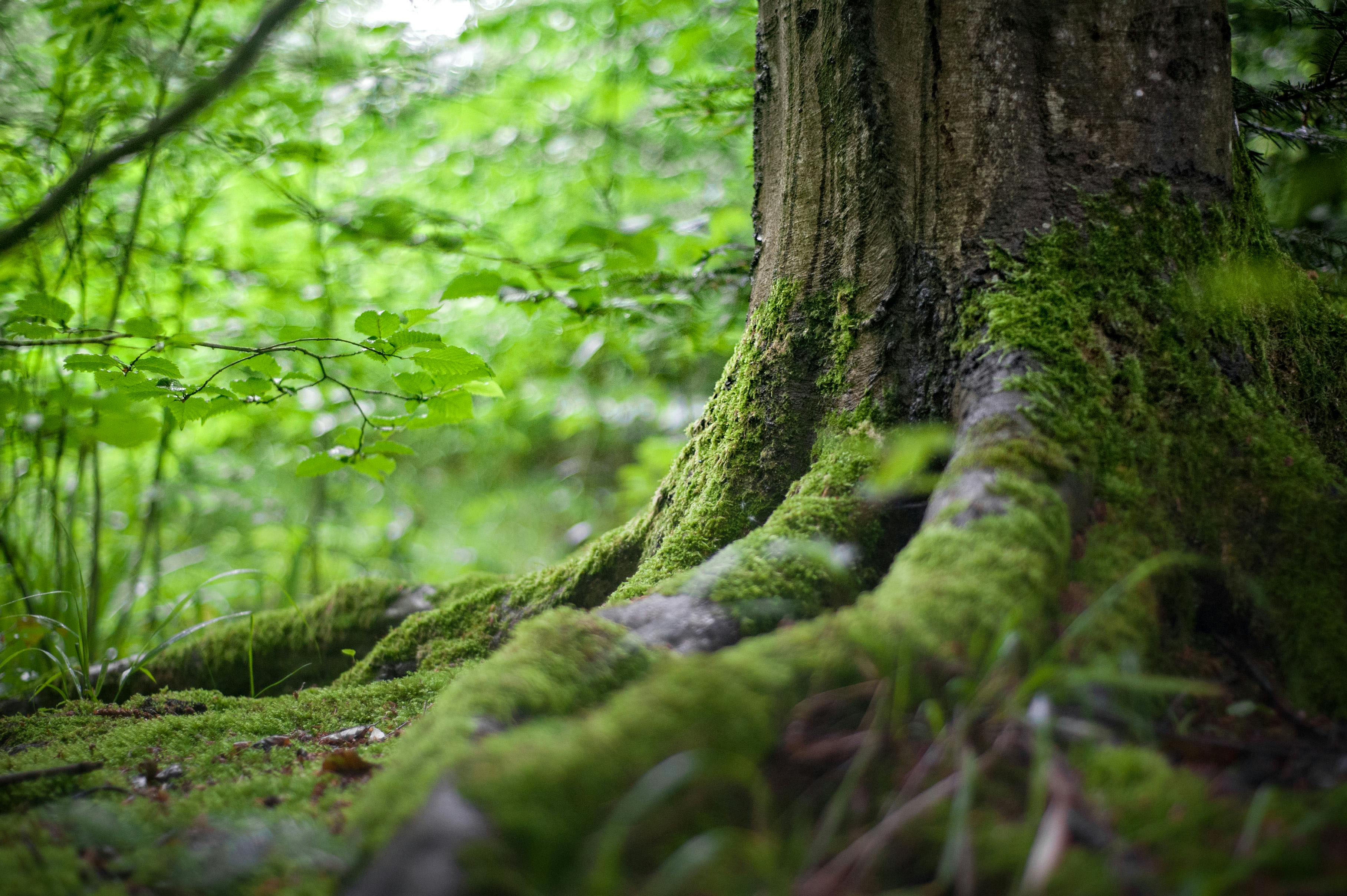 Close-up of tree roots covered in moss within a lush green forest — illustrating nature-based solutions and climate resilience.